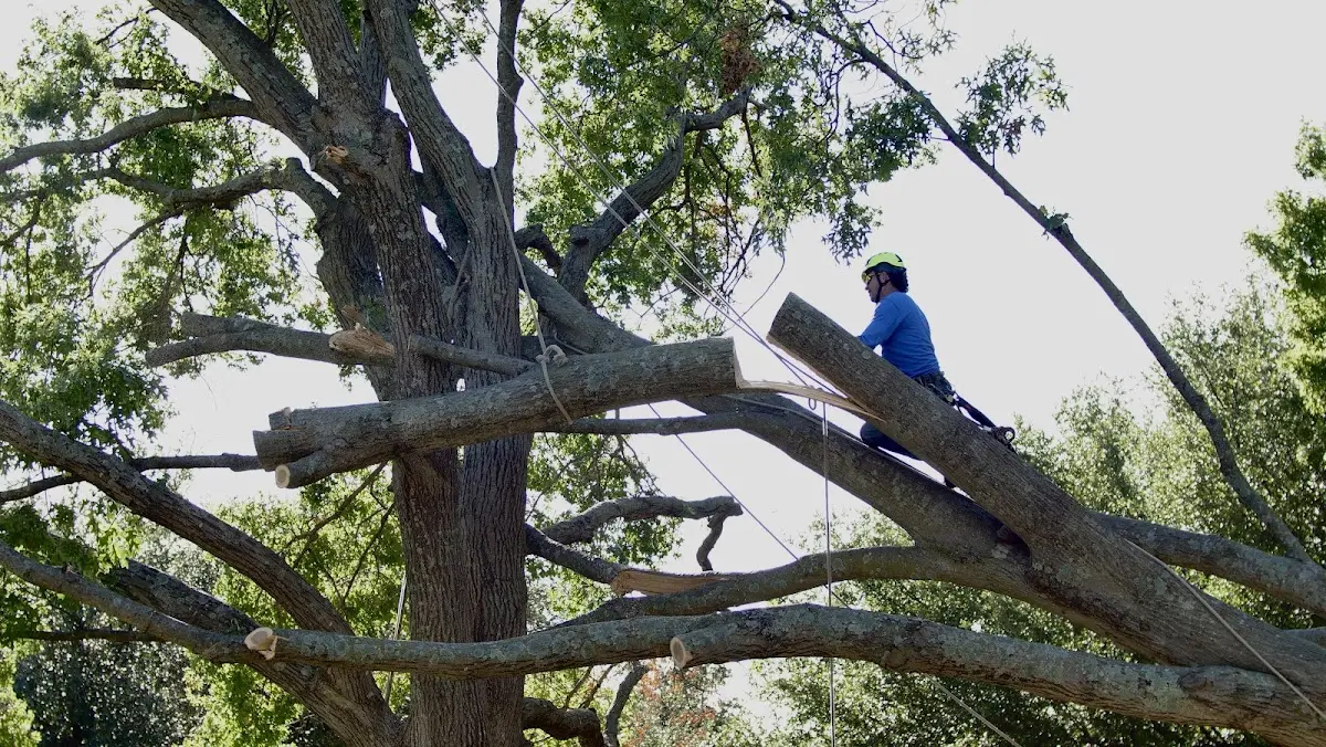 Professional Crown Thinning performed by certified arborists in Gallup